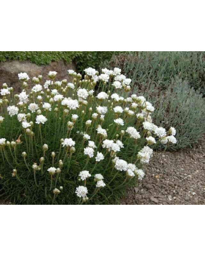 Армерія приморська Альба (біла) | Armeria maritima Alba | Армерия приморская Альба (белая)