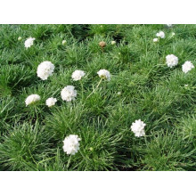 Армерія приморська Альба (біла) | Armeria maritima Alba | Армерия приморская Альба (белая)
