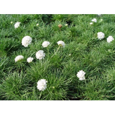 Армерія приморська Альба (біла) | Armeria maritima Alba | Армерия приморская Альба (белая)