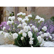 Армерія приморська Альба (біла) | Armeria maritima Alba | Армерия приморская Альба (белая)