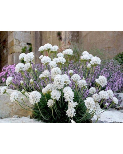 Армерія приморська Альба (біла) | Armeria maritima Alba | Армерия приморская Альба (белая)