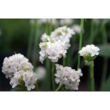 Армерія приморська Альба (біла) | Armeria maritima Alba | Армерия приморская Альба (белая)