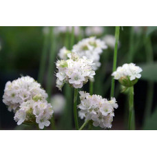 Армерія приморська Альба (біла) | Armeria maritima Alba | Армерия приморская Альба (белая)