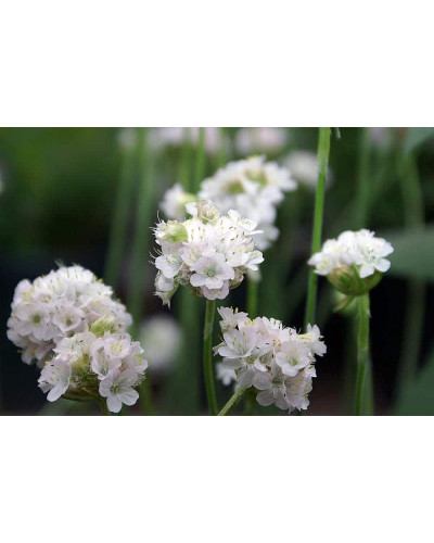 Армерія приморська Альба (біла) | Armeria maritima Alba | Армерия приморская Альба (белая)
