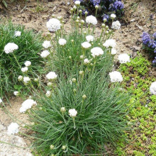 Армерія приморська Альба (біла) | Armeria maritima Alba | Армерия приморская Альба (белая)