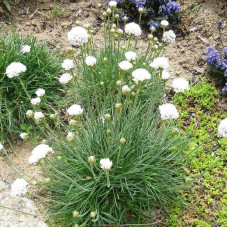 Армерія приморська Альба (біла) | Armeria maritima Alba | Армерия приморская Альба (белая)