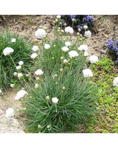 Армерія приморська Альба (біла) | Armeria maritima Alba | Армерия приморская Альба (белая)