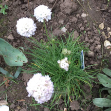 Армерія приморська Альба (біла) | Armeria maritima Alba | Армерия приморская Альба (белая)