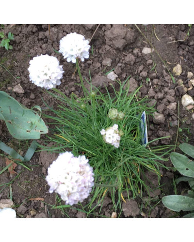 Армерія приморська Альба (біла) | Armeria maritima Alba | Армерия приморская Альба (белая)