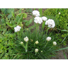 Армерія приморська Альба (біла) | Armeria maritima Alba | Армерия приморская Альба (белая)