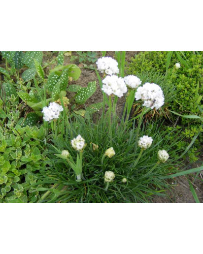 Армерія приморська Альба (біла) | Armeria maritima Alba | Армерия приморская Альба (белая)