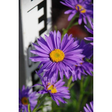 Айстра альпійська Дарк Блю | Астра альпийская Дарк Блю | Aster alpinus Dark Blue