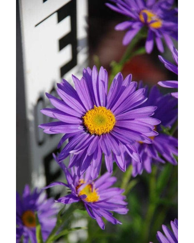 Айстра альпійська Дарк Блю | Астра альпийская Дарк Блю | Aster alpinus Dark Blue