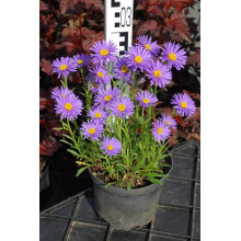 Айстра альпійська Дарк Блю | Астра альпийская Дарк Блю | Aster alpinus Dark Blue