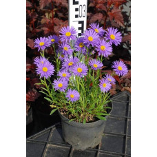 Айстра альпійська Дарк Блю | Астра альпийская Дарк Блю | Aster alpinus Dark Blue