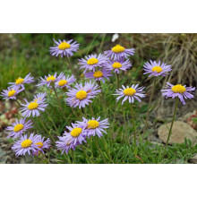 Айстра альпійська Дарк Блю | Астра альпийская Дарк Блю | Aster alpinus Dark Blue