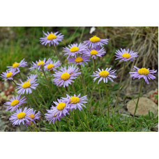 Айстра альпійська Дарк Блю | Астра альпийская Дарк Блю | Aster alpinus Dark Blue