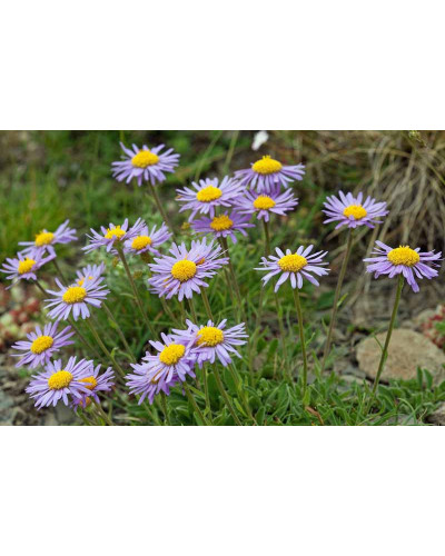 Айстра альпійська Дарк Блю | Астра альпийская Дарк Блю | Aster alpinus Dark Blue