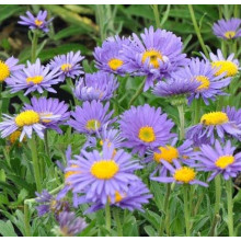 Айстра альпійська Дарк Блю | Астра альпийская Дарк Блю | Aster alpinus Dark Blue