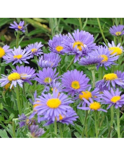 Айстра альпійська Дарк Блю | Астра альпийская Дарк Блю | Aster alpinus Dark Blue