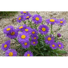 Айстра альпійська Дарк Блю | Астра альпийская Дарк Блю | Aster alpinus Dark Blue