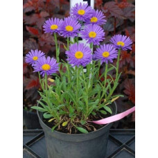 Айстра альпійська Дарк Блю | Астра альпийская Дарк Блю | Aster alpinus Dark Blue