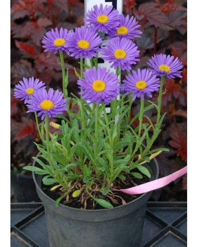 Айстра альпійська Дарк Блю | Астра альпийская Дарк Блю | Aster alpinus Dark Blue
