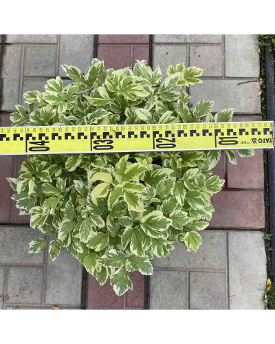 Снить звичайна Варієгата | Сныть обыкновенная Вариегата | Aegopodium podagraria Variegata