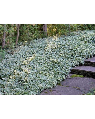 Снить звичайна Варієгата | Сныть обыкновенная Вариегата | Aegopodium podagraria Variegata