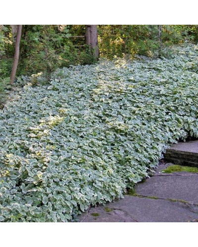 Снить звичайна Варієгата | Сныть обыкновенная Вариегата | Aegopodium podagraria Variegata