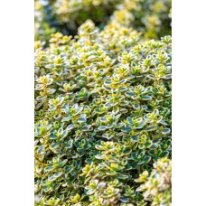 Тим`ян / Чебрець лимонний Ауреа | Thymus citriodorus Aurea | Тимьян / Чабрец лимонный Ауреа