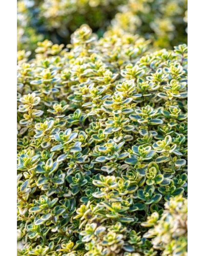 Тим`ян / Чебрець лимонний Ауреа | Thymus citriodorus Aurea | Тимьян / Чабрец лимонный Ауреа