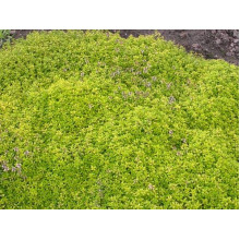 Тим`ян / Чебрець лимонний Ауреа | Thymus citriodorus Aurea | Тимьян / Чабрец лимонный Ауреа