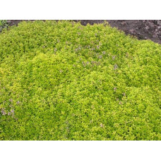 Тим`ян / Чебрець лимонний Ауреа | Thymus citriodorus Aurea | Тимьян / Чабрец лимонный Ауреа