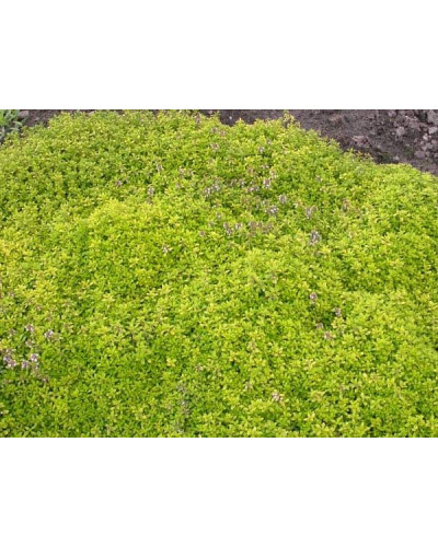 Тим`ян / Чебрець лимонний Ауреа | Thymus citriodorus Aurea | Тимьян / Чабрец лимонный Ауреа