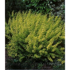 Тим`ян / Чебрець лимонний Ауреа | Thymus citriodorus Aurea | Тимьян / Чабрец лимонный Ауреа