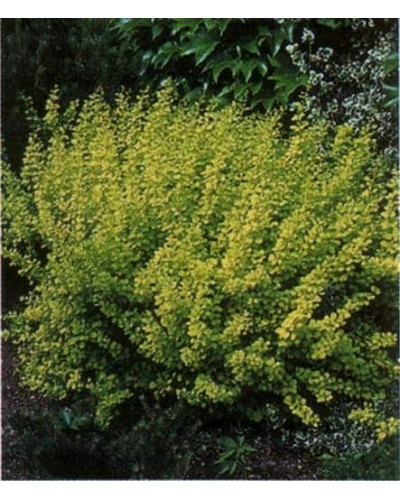 Тим`ян / Чебрець лимонний Ауреа | Thymus citriodorus Aurea | Тимьян / Чабрец лимонный Ауреа