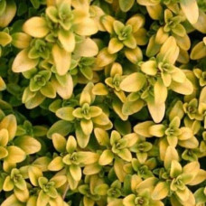 Тим`ян / Чебрець лимонний Ауреа | Thymus citriodorus Aurea | Тимьян / Чабрец лимонный Ауреа