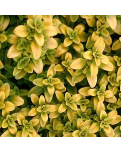 Тим`ян / Чебрець лимонний Ауреа | Thymus citriodorus Aurea | Тимьян / Чабрец лимонный Ауреа