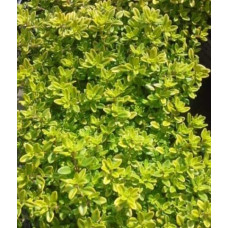 Тим`ян / Чебрець лимонний Ауреа | Thymus citriodorus Aurea | Тимьян / Чабрец лимонный Ауреа