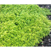 Тим`ян / Чебрець лимонний Ауреа | Thymus citriodorus Aurea | Тимьян / Чабрец лимонный Ауреа