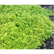 Тим`ян / Чебрець лимонний Ауреа | Thymus citriodorus Aurea | Тимьян / Чабрец лимонный Ауреа