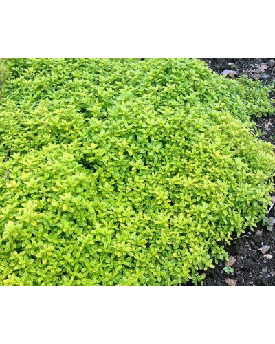 Тим`ян / Чебрець лимонний Ауреа | Thymus citriodorus Aurea | Тимьян / Чабрец лимонный Ауреа
