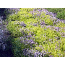 Тим`ян / Чебрець лимонний Ауреа | Thymus citriodorus Aurea | Тимьян / Чабрец лимонный Ауреа