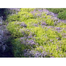 Тим`ян / Чебрець лимонний Ауреа | Thymus citriodorus Aurea | Тимьян / Чабрец лимонный Ауреа