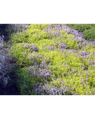 Тим`ян / Чебрець лимонний Ауреа | Thymus citriodorus Aurea | Тимьян / Чабрец лимонный Ауреа