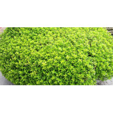 Тим`ян / Чебрець лимонний Ауреа | Thymus citriodorus Aurea | Тимьян / Чабрец лимонный Ауреа