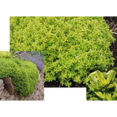 Тим`ян / Чебрець лимонний Ауреа | Thymus citriodorus Aurea | Тимьян / Чабрец лимонный Ауреа