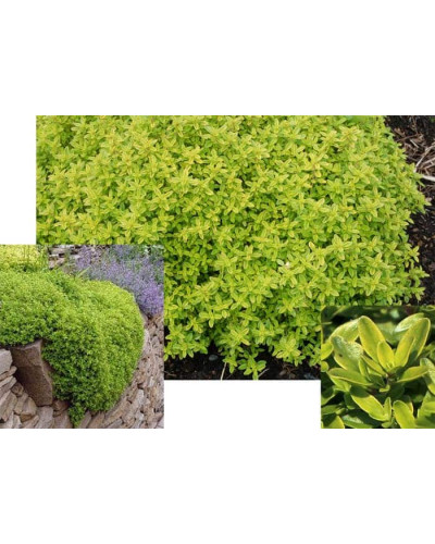 Тим`ян / Чебрець лимонний Ауреа | Thymus citriodorus Aurea | Тимьян / Чабрец лимонный Ауреа
