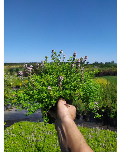 Тим`ян / Чебрець лимонний Ауреа | Thymus citriodorus Aurea | Тимьян / Чабрец лимонный Ауреа